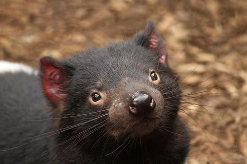 Day Tour In Mt. Field, Mt. Wellington, Bonorong Wildlife Sanctuary And Richmond - Hotels Melbourne 4