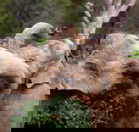 Melbourne Zoo General Entry Ticket - Hotels Melbourne