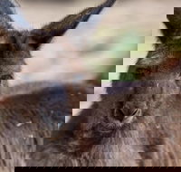 Australian Wildlife Tour at Melbourne Zoo Ticket - Hotels Melbourne