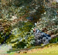 Early Morning Savannah Experience - Hotels Melbourne