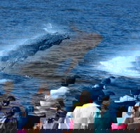 Tangalooma Island Resort Whale Watching Day Cruise - Hotels Melbourne