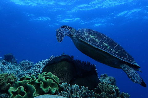 3 Day Whitsundays Sailing And Diving Adventure: Kiana - Hotels Melbourne 2