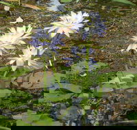 Yellow Water Cruise - Kakadu - Hotels Melbourne