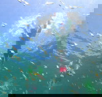 Manly Snorkel Trip and Nature Walk with Local Guide - Hotels Melbourne