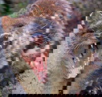 After Dark Tasmanian Devil Feeding Tour at Cradle Mountain - Hotels Melbourne