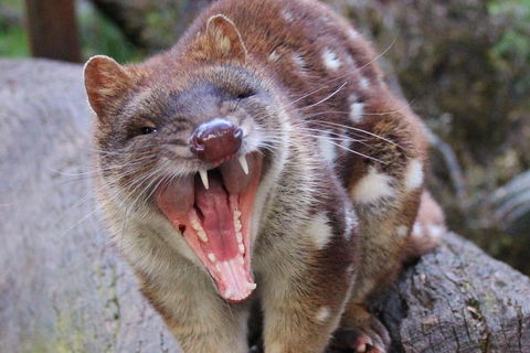 After Dark Tasmanian Devil Feeding Tour At Cradle Mountain - Hotels Melbourne 0