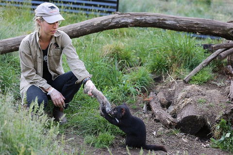 After Dark Tasmanian Devil Feeding Tour At Cradle Mountain - Hotels Melbourne 1