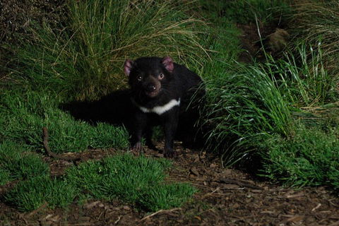 After Dark Tasmanian Devil Feeding Tour At Cradle Mountain - Hotels Melbourne 4