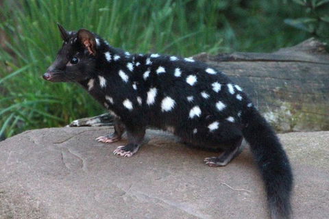 After Dark Tasmanian Devil Feeding Tour At Cradle Mountain - Hotels Melbourne 5