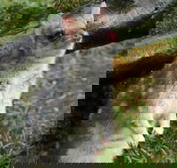 1-Hour Tasmanian Devil Feeding Day Tour at Cradle Mountain - Hotels Melbourne