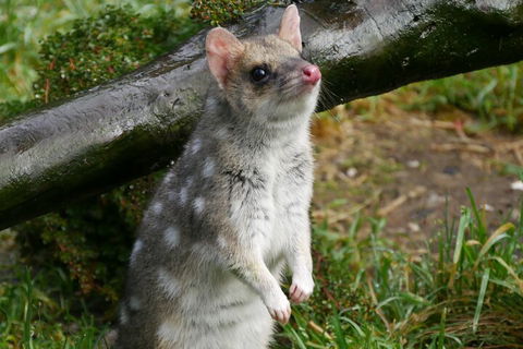 1-Hour Tasmanian Devil Feeding Day Tour At Cradle Mountain - Hotels Melbourne 0