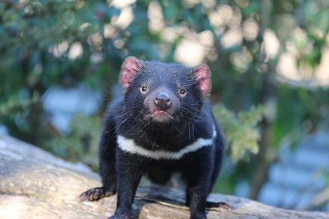1-Hour Tasmanian Devil Feeding Day Tour At Cradle Mountain - Hotels Melbourne 1