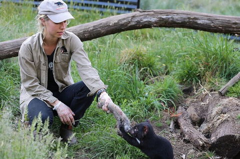 1-Hour Tasmanian Devil Feeding Day Tour At Cradle Mountain - Hotels Melbourne 2