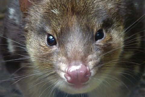 1-Hour Tasmanian Devil Feeding Day Tour At Cradle Mountain - Hotels Melbourne 3