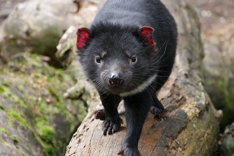 1-Hour Tasmanian Devil Feeding Day Tour At Cradle Mountain - Hotels Melbourne 4