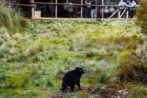 1-Hour Tasmanian Devil Feeding Day Tour At Cradle Mountain - Hotels Melbourne 5