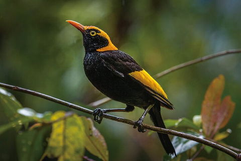 O'Reilly's & Lamington National Park From Gold Coast - Hotels Melbourne 1