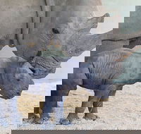 Croc Express to Australia Zoo from Gold Coast - Hotels Melbourne