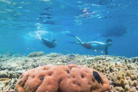 Great Barrier Reef Day Cruise To Reefworld - Hotels Melbourne 1
