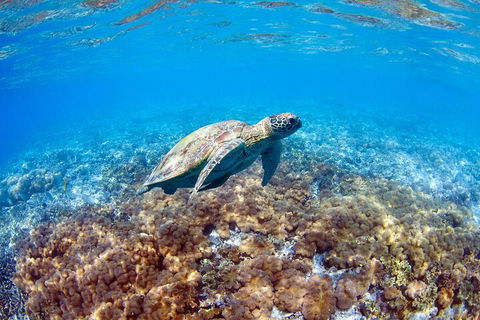 Great Barrier Reef Day Cruise To Reefworld - Hotels Melbourne 5
