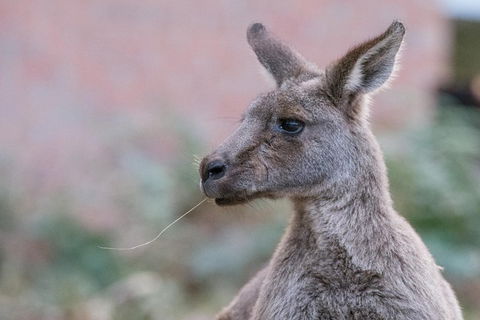 Grampians National Park With Kangaroos And MacKenzie Falls From Melbourne - Hotels Melbourne 0