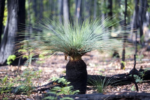 Grampians National Park With Kangaroos And MacKenzie Falls From Melbourne - Hotels Melbourne 5