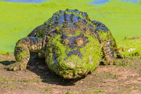 3 In 1 Tour: Matsoâ€™s Brewery, Broome Museum & Malcolm Douglas Crocodile Park - Hotels Melbourne 4