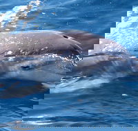 Jervis Bay Dolphin Watch Cruise - Hotels Melbourne