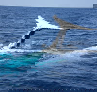 Whale Watching Jervis Bay - Hotels Melbourne