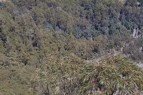 Leven Canyon Day Trip Including Wings Wildlife Park Or Gunns Plains Caves - Hotels Melbourne 4