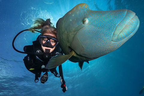 Great Barrier Reef Snorkeling And Diving Cruise From Cairns - Hotels Melbourne 0