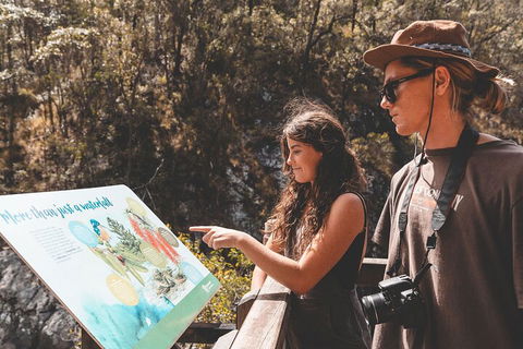 Springbrook AndTamborine Rainforest Tour Incl Natural Bridge And Glow Worm Cave - Hotels Melbourne 0