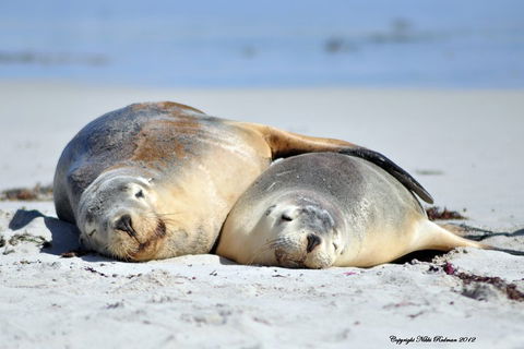 NEW TOUR - Kangaroo Island Road To Recovery Tour (1 Day/1 Night) - Hotels Melbourne 1