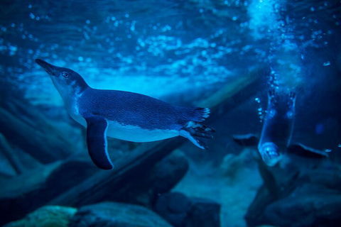 SEA LIFE Sunshine Coast Aquarium Entrance Ticket - Hotels Melbourne 1