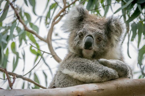 Great Ocean Road & Grampians National Park Tour - 3 Days, 2 Nights - Hotels Melbourne 2
