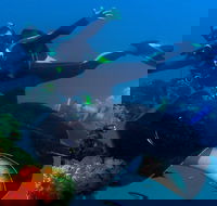 Scuba Dive the S.S. Yongala Wreck on the Great Barrier Reef. - Hotels Melbourne